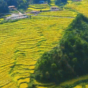 透视乡村振兴新图景