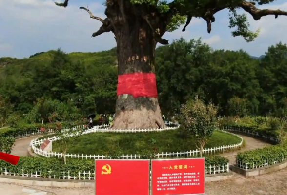 湖南为什么这样红 | 慈利这棵“红军树”，是贺龙女儿的心心念念