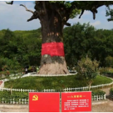 湖南为什么这样红 | 慈利这棵“红军树”，是贺龙女儿的心心念念