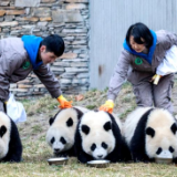 全球圈养大熊猫种群数量达到673只 十年增长近一倍