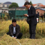 湖南浏阳：“一季杂交稻+再生稻”粮食周年生产模式再生季稻测产验收
