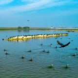 人民日报看湖南丨禁渔两年，洞庭湖更美了