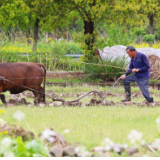 清明将至农事忙