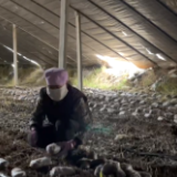 乡村振兴看青海｜从野生到驯化 青海高原羊肚菌产业如何实现快速崛起