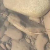 四川多地水域疑似出现“龙线虫”？官方辟谣