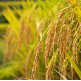 湖南:科学精细管水用水 做好抗旱“水文章”