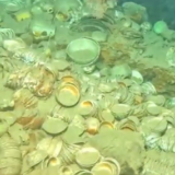 南海西北陆坡沉船遗址已提取出水瓷器等近580件（套）