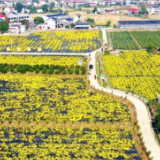 满目菊花黄，这里的庭院经济有看头