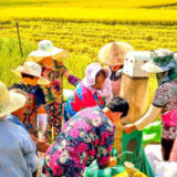 超6000万吨！全国秋粮收购有序展开