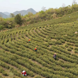 红视频｜涟源：茶歌飞扬采茶忙