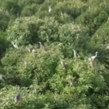 这里为何被誉为“候鸟天堂”？走进洞庭湖湿地的鹭鸟巢区