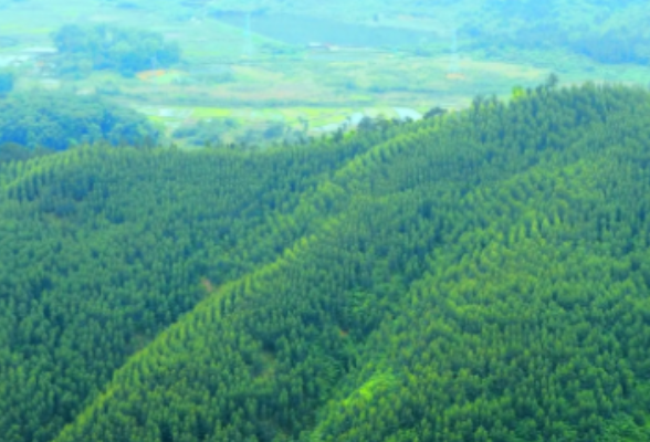 《湖南省林业行业领域安全生产重大事故隐患判定标准》正式发布