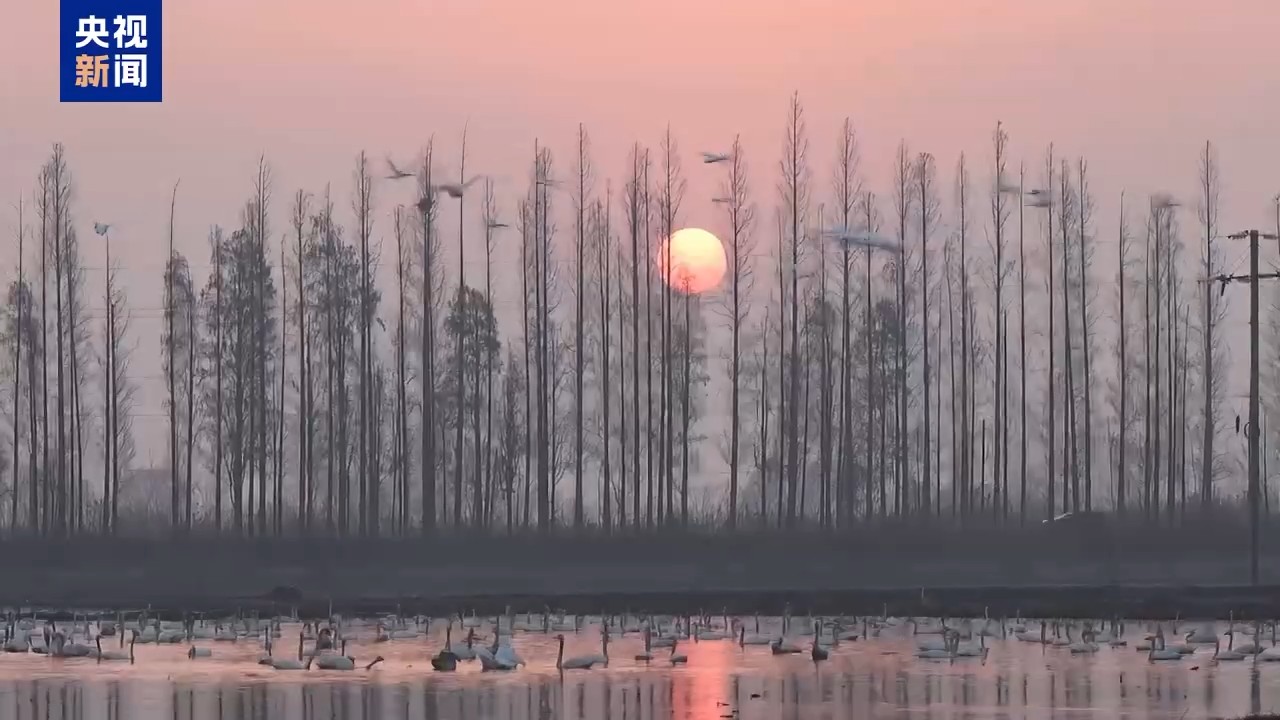 东古湖天鹅晨雾中翩跹起舞