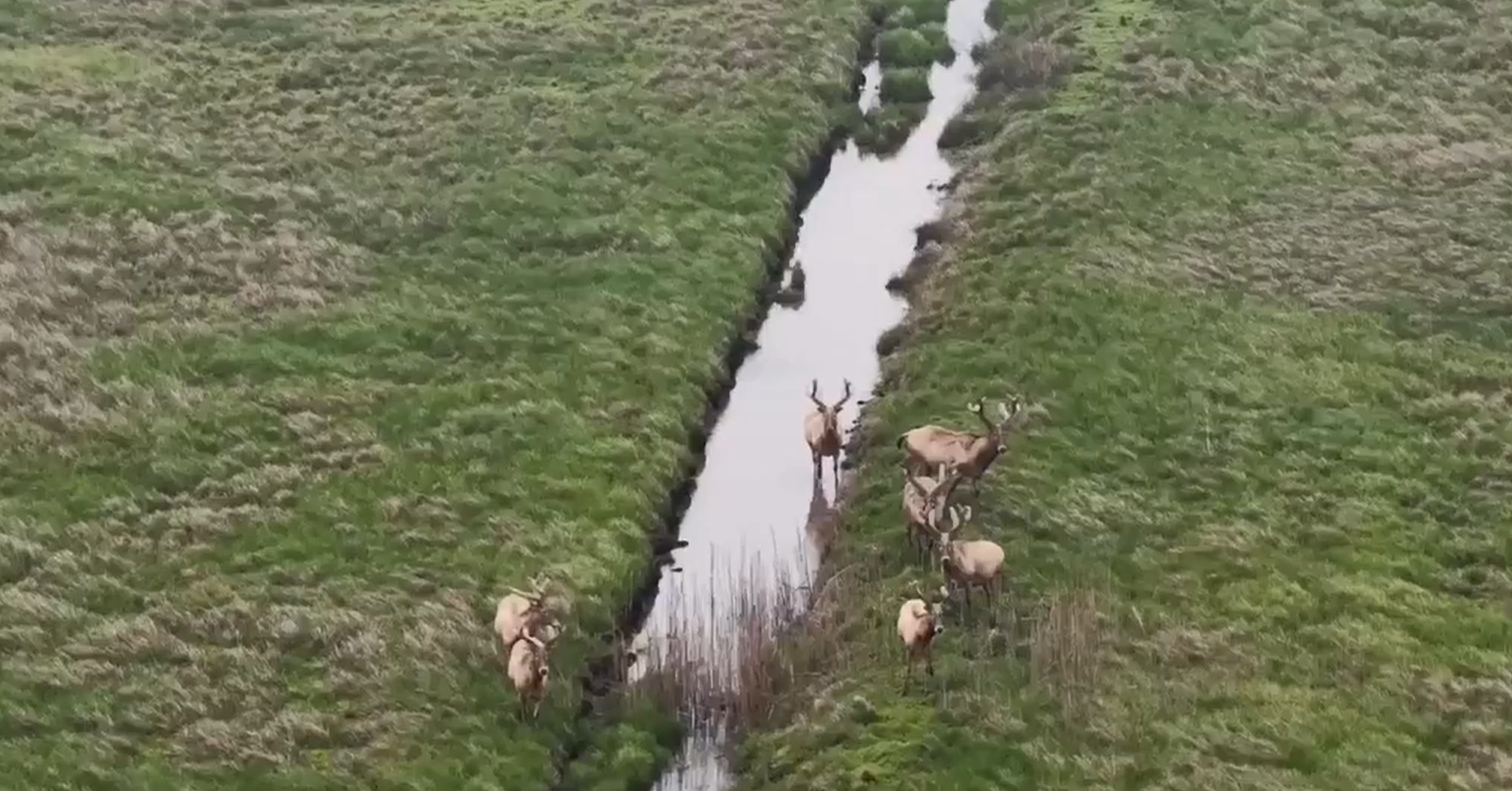 雄性麋鹿群现身南洞庭