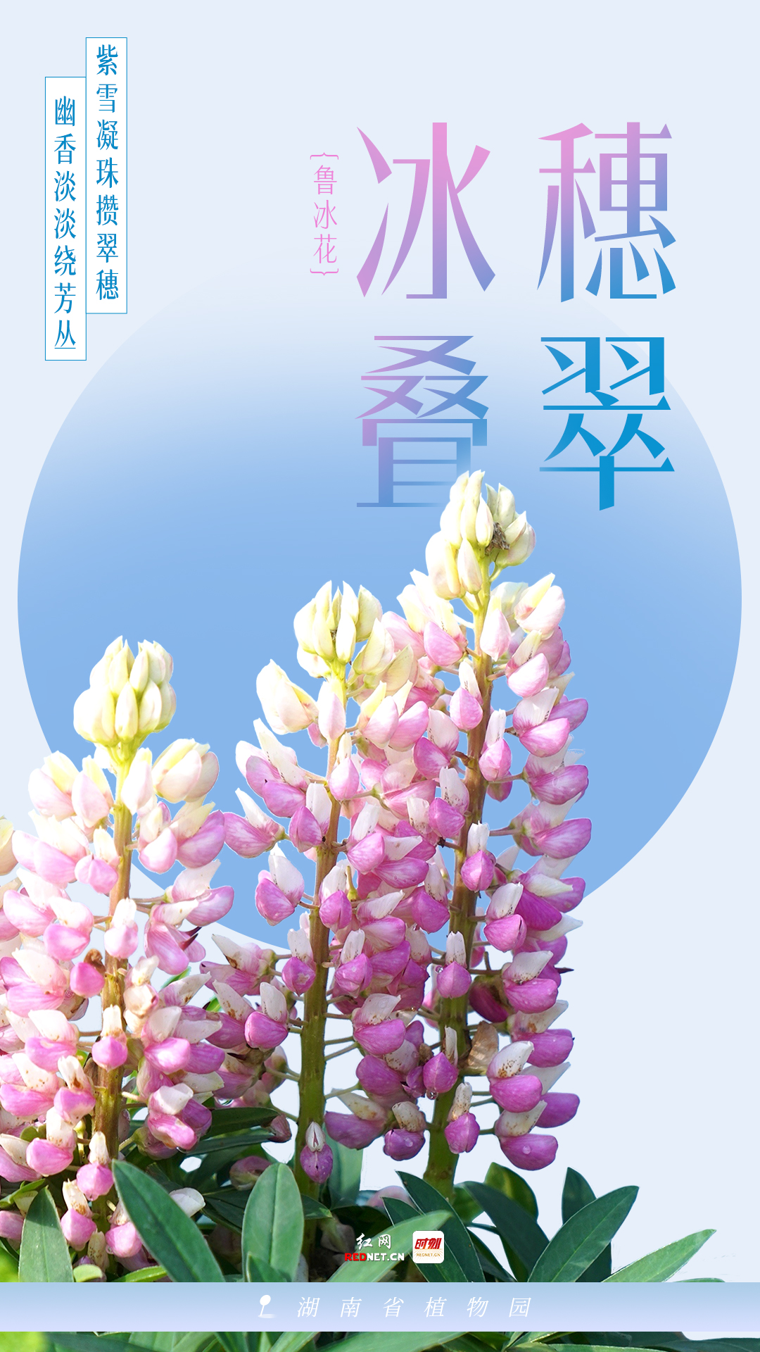 鲁冰花.jpg