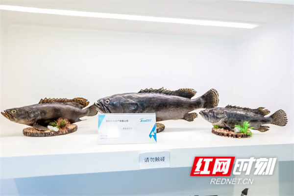 三亚崖州湾科技城展品。
