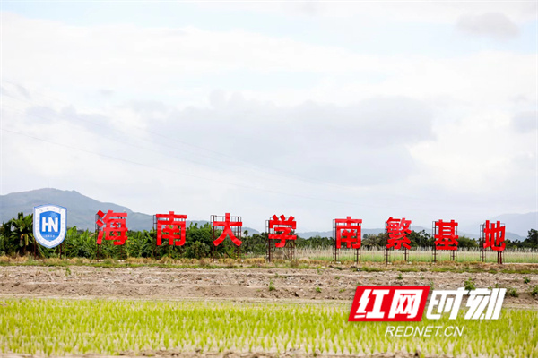 海南大学坝头南繁公共试验基地。