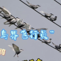 湖南益阳：看“鸟界飞行员”须浮鸥花样觅食