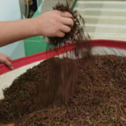 让“科技之花”为湖南红茶提质增效 湖南省农业科学院茶叶研究所科技赋能湘茶产业
