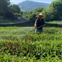 西湖龙井九成被晒干？农业部门：九成茶树来年生产不受影响