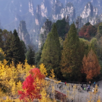 你还不来吗？张家界国家森林公园开启“秋季限定皮肤”