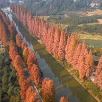 组图|长沙秋日顶流!江背镇“最美水杉大道”迎最佳观赏期