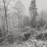 瑞雪兆丰年！2025年最后一天，张家界下起鹅毛大雪