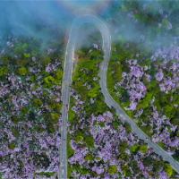 双牌春日溜溜花路｜浪漫花约爱之巡礼：梦一场与时光的甜蜜盟约