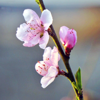 诗歌时刻丨梁尔源：春天伸了个懒腰（组诗）