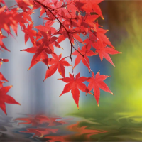 随笔｜向立成：红枫