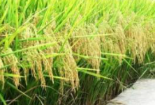 江永县：“超级稻+再生稻”亩产达到1213.4公斤
