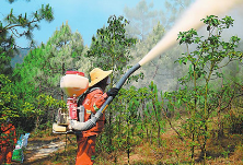 湖南省多地积极开展林业有害生物防治