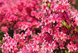 杜鹃花海里遛羊驼，周末来长沙园林生态园享自然嘉年华