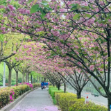 上海首条“落樱不扫”道路，真不是偷懒