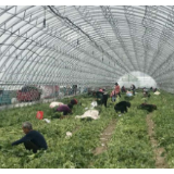 【春光无限看阜阳】脱贫路上，土豆很“忙”——脱贫攻坚调研