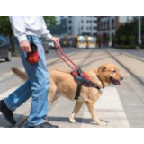 导盲犬被赶下公交 不能只让司机背锅