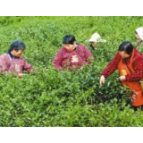 茶园飘香幸福来