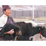 布次仁:赶着牦牛奔小康(行走“三区三州”探脱贫)