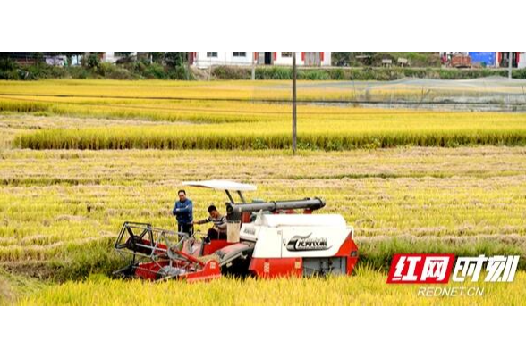 岳阳县：稳住粮食生产基本盘 守好群众“米袋子”