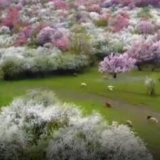 系列时政微视频丨山水情深——跟着总书记一起建设美丽中国