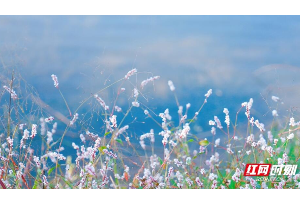 大雪节气都来了，我们的“憨憨”湖南还未入冬