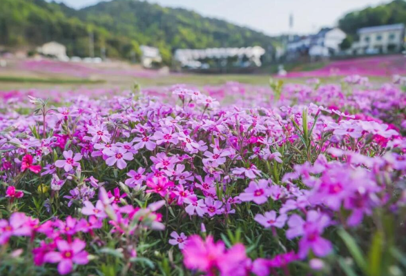 韵味湖南 | 长沙的这些赏花秘境 你知道吗？