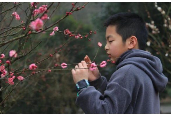 赏梅佳期已到，可来湖南省植物园接受“五福花”的美好祝福