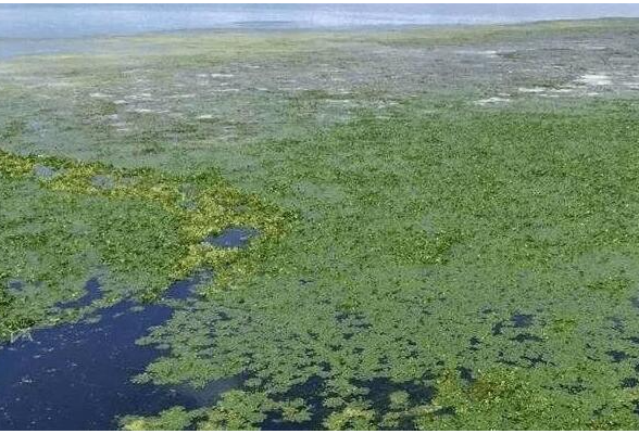 湖南省优质水生生物繁育及加工研究院项目开工建设