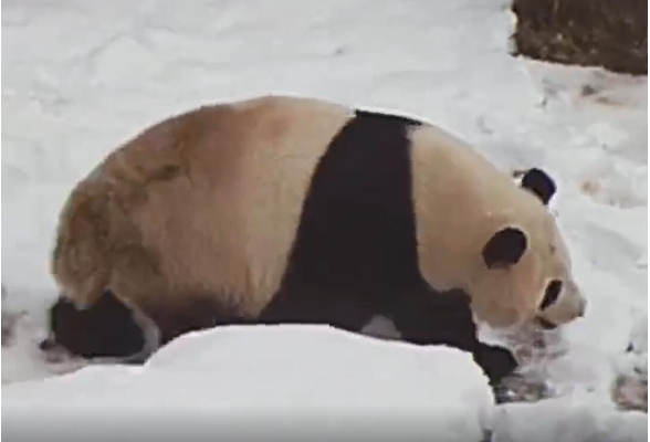 视频丨萌翻了！在长沙国宝熊猫开启玩雪模式