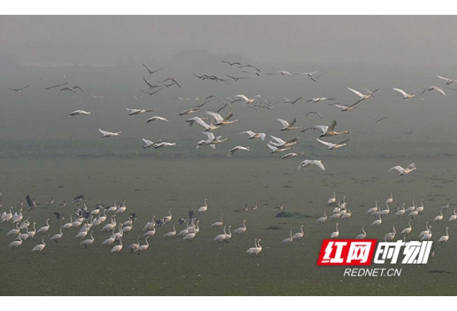 湖南汉寿：平凡渔民多年坚守！从环境“破坏者”到生态“守护神”