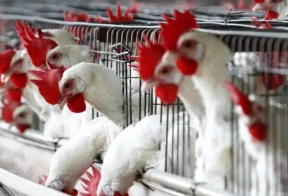 日本禽流感疫情持续蔓延 扑杀处理超千万只禽类