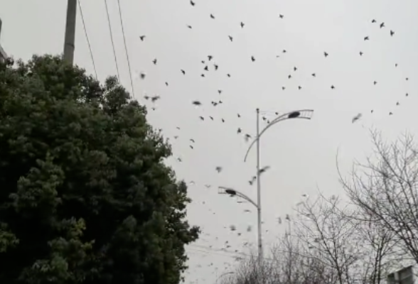 高速“飞鸟聚集”，街头“飞鸟撞树”，地震前兆？回应来了