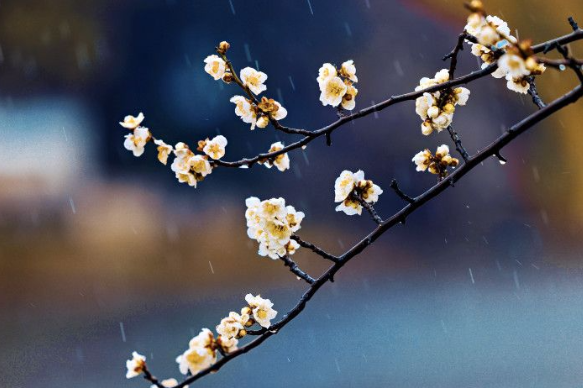 组图 | 潇潇春雨中绽放，橘子洲又到一年赏梅时