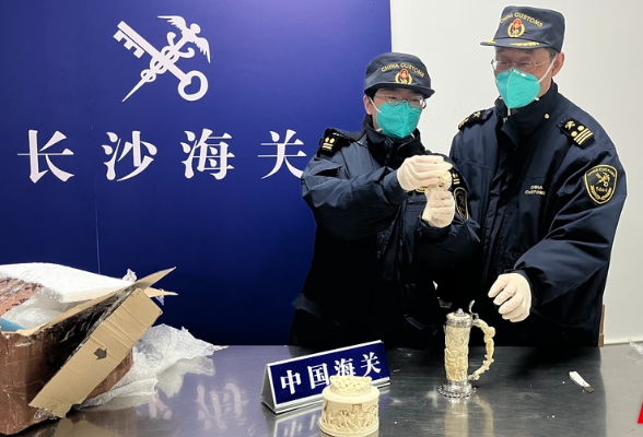 长沙海关在进境邮件中查获象牙制品1047克